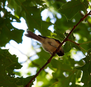 [Bird with its head bent to see directly below the branch on which it stands.]